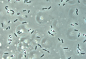 Solibacillus